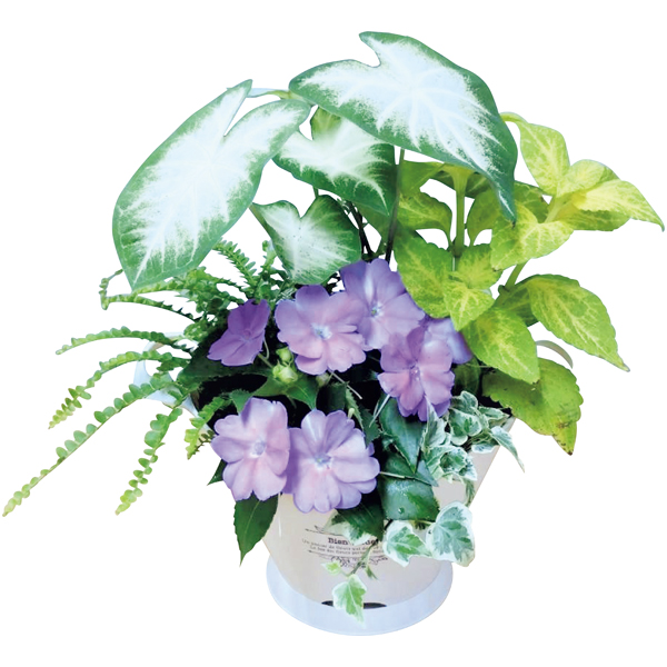 花の海 夏の寄せ植え「木漏れ日」（SUSTEE付） 商品サムネイル