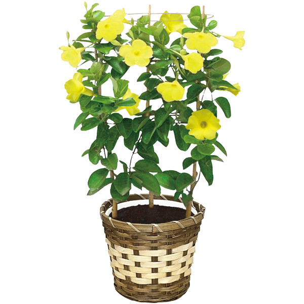岡本農園 マンデビラ（SUSTEE付） 商品サムネイル