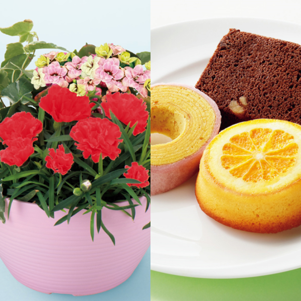 アサミグリーンプランツ カーネーションの寄せ植え（SUSTEE付）＋神戸スイーツポート 母の日焼き菓子セット【母の日】 商品サムネイル