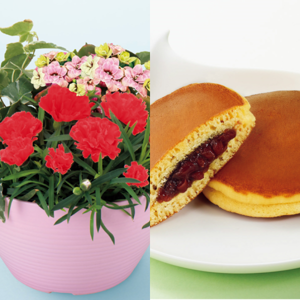 アサミグリーンプランツ カーネーションの寄せ植え（SUSTEE付）＋文明堂 月三笠2個入【母の日】 商品サムネイル