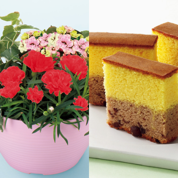 アサミグリーンプランツ カーネーションの寄せ植え（SUSTEE付）＋和泉屋 カステラ「綺麗菓」【母の日】 商品サムネイル