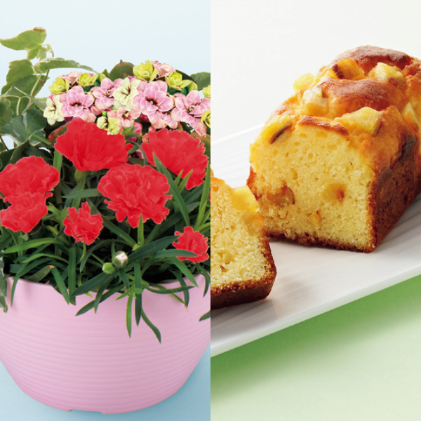 アサミグリーンプランツ カーネーションの寄せ植え（SUSTEE付）＋東京堂 芋パウンドケーキ【母の日】 商品サムネイル