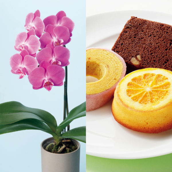 リーフ ミディ胡蝶蘭「ペニー」（SUSTEE付）＋神戸スイーツポート 母の日焼き菓子セット【母の日】 商品サムネイル