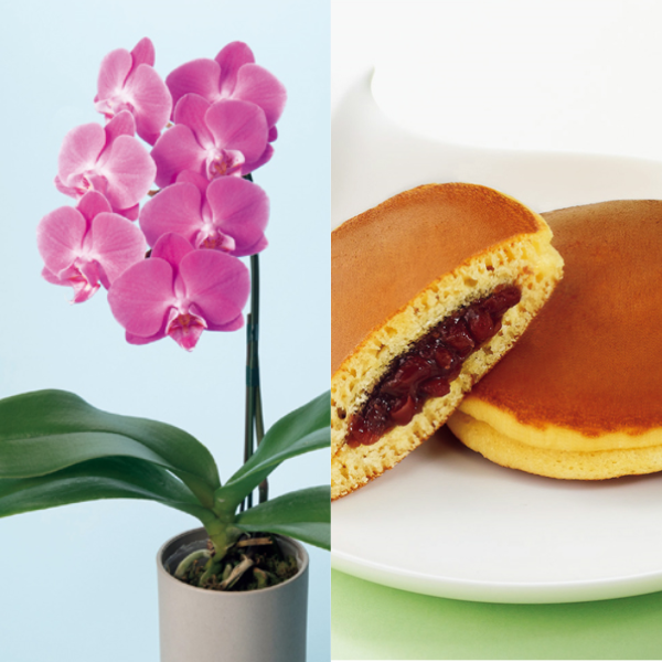 リーフ ミディ胡蝶蘭「ペニー」（SUSTEE付）＋文明堂 月三笠2個入【母の日】 商品サムネイル