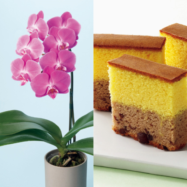 リーフ ミディ胡蝶蘭「ペニー」（SUSTEE付）＋和泉屋 カステラ「綺麗菓」【母の日】 商品サムネイル