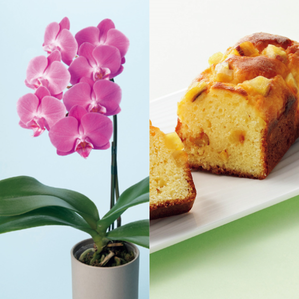 リーフ ミディ胡蝶蘭「ペニー」（SUSTEE付）＋東京堂 芋パウンドケーキ【母の日】 商品サムネイル