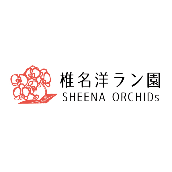 椎名洋ラン園 ミディ胡蝶蘭「小雪-koyuki-」2本立(SUSTEE付)【父の日】 商品画像(1)
