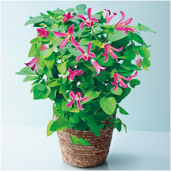 フローラハシモト クレマチス「プリンセスダイアナ」（SUSTEE付）【母の日】 商品サムネイル