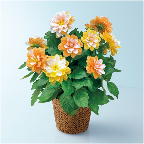 矢祭園芸 ダリア「グランデ・キャラメル」（SUSTEE付）【母の日】 商品サムネイル