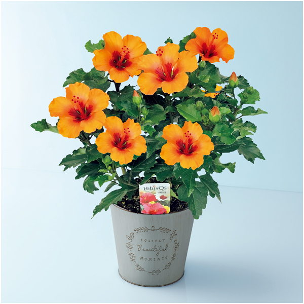 紅和園 ハイビスカス「プチオレンジ」（SUSTEE付）【母の日】 商品サムネイル