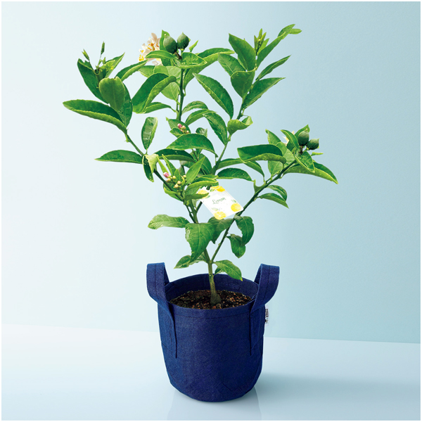 水澤園芸 レモンの木「サイパン」（SUSTEE付）【母の日】 商品サムネイル