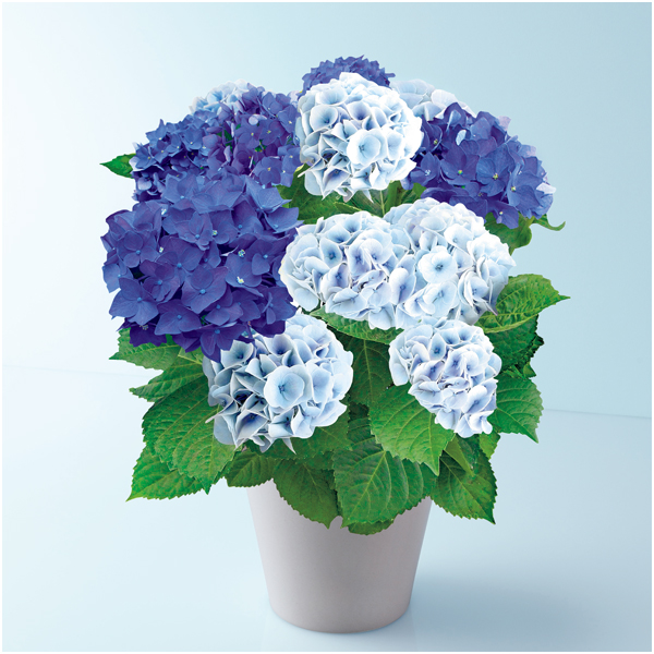 緑海園芸 あじさい「2色植え」（SUSTEE付）【母の日】 商品サムネイル