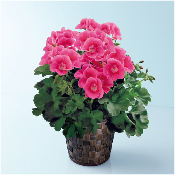 多田園芸 ゼラニューム「プリティリトルピンク」（SUSTEE付）【母の日】 商品サムネイル