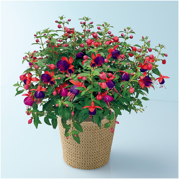 田中園芸 フクシア「ジョリーズ・ナンテス」（SUSTEE付）【母の日】 商品サムネイル