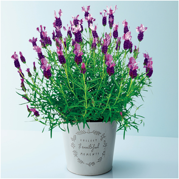 矢祭園芸 ラベンダー「プリマベーラ」（SUSTEE付）【母の日】 商品サムネイル