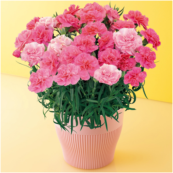 矢祭園芸 カーネーション「ひなあられ」（SUSTEE付）【母の日】 商品サムネイル