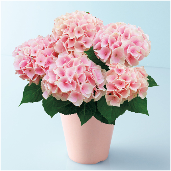 宮崎園芸 あじさい「コットンキャンディ」（SUSTEE付）【母の日】 商品サムネイル