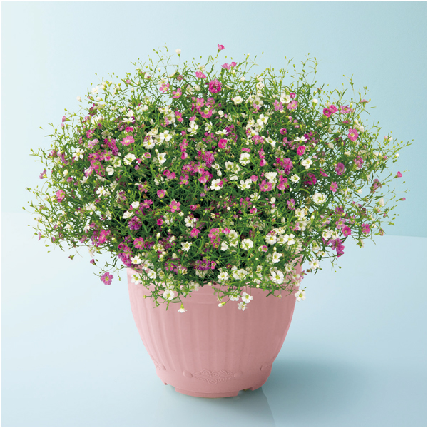 花の海 かすみ草「ジプシー」ホワイト＆ローズ（SUSTEE付）【母の日】 商品サムネイル