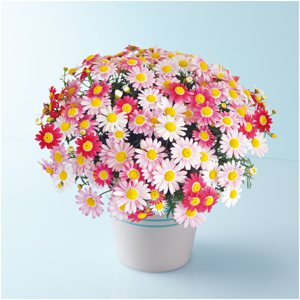 タカハシプランテーション マーガレット「ストロベリーホイップ」（SUSTEE付）【母の日】 商品サムネイル