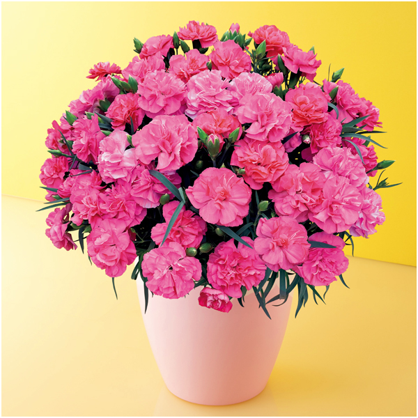 タカハシプランテーション カーネーション「ピーチキャンドル」（SUSTEE付）【母の日】 商品サムネイル