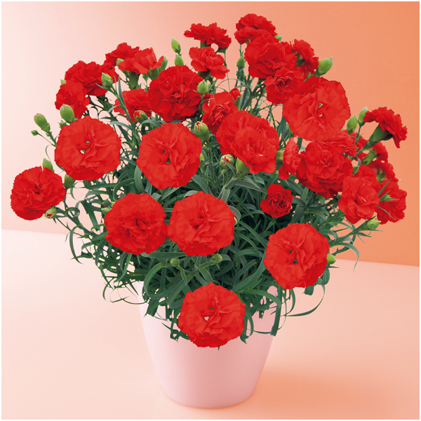 タカハシプランテーション カーネーション「カンタービレ」（SUSTEE付）【母の日】 商品サムネイル