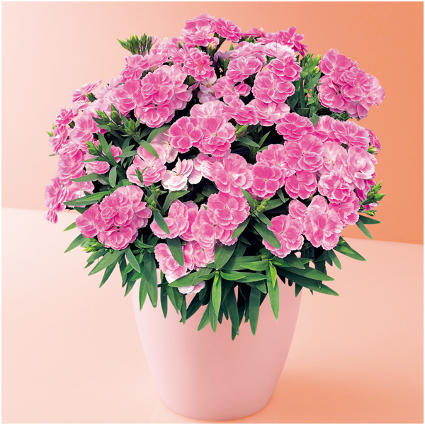 タカハシプランテーション カーネーション「スイーツ・ライラック」（SUSTEE付）【母の日】 商品サムネイル