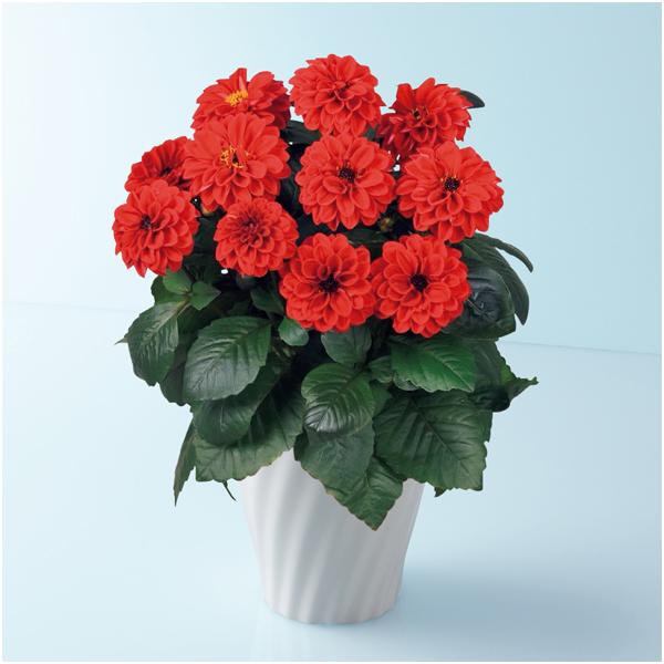 タカハシプランテーション 大輪銅葉ダリア「テンプテーション」レッド（SUSTEE付）【母の日】 商品サムネイル