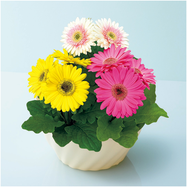 タカハシプランテーション ガーベラ カラフル寄せ植え（SUSTEE付）【母の日】 商品サムネイル