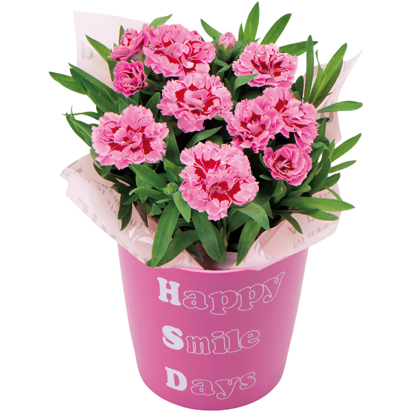 変わり咲きカーネーション＆メロン「肥後グリーン」のセット【母の日】 商品サムネイル