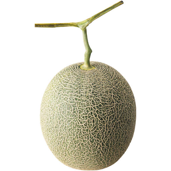 変わり咲きカーネーション&メロン「肥後グリーン」のセット【母の日】 商品画像(2)