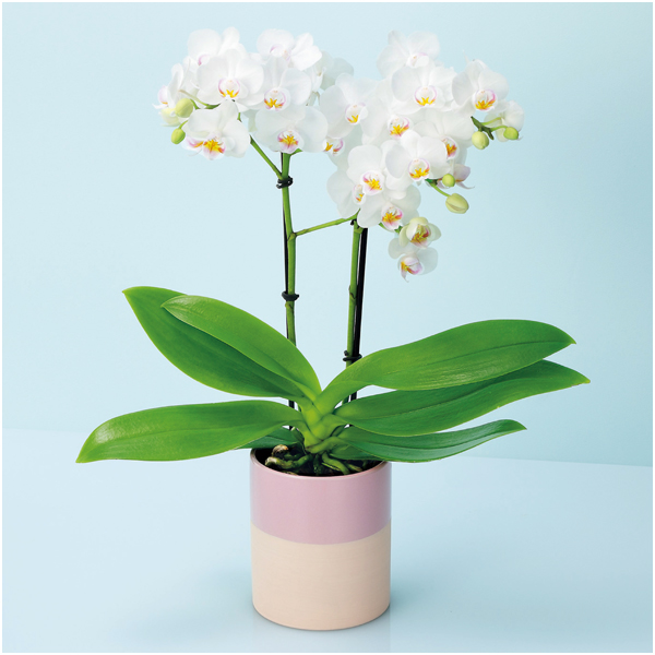 椎名洋ラン園 ミディ胡蝶蘭「小雪-koyuki-」2本立（SUSTEE付）【母の日】 商品サムネイル